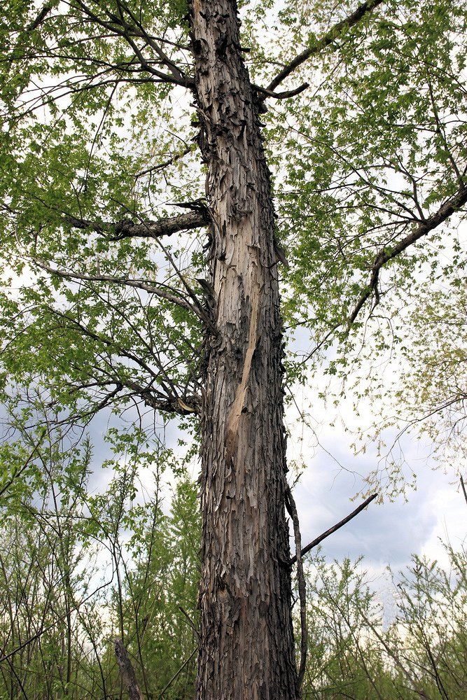 Изображение особи Chosenia arbutifolia.