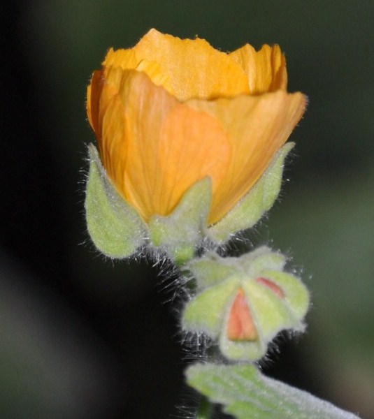 Image of Abutilon theophrasti specimen.