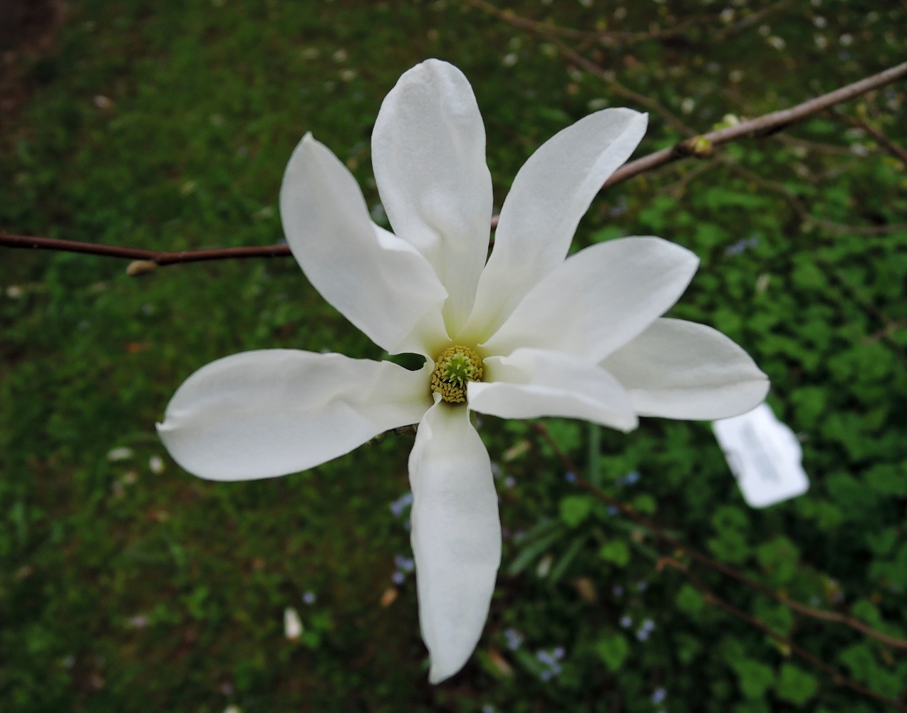 Image of Magnolia salicifolia specimen.