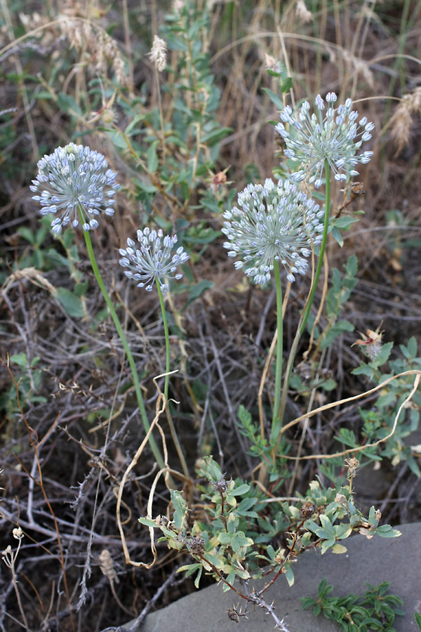 Изображение особи Allium caesium.