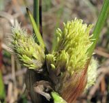 Eriophorum angustifolium. Соцветия. Окр. Архангельска, сырое рудеральное место. 21.05.2011.