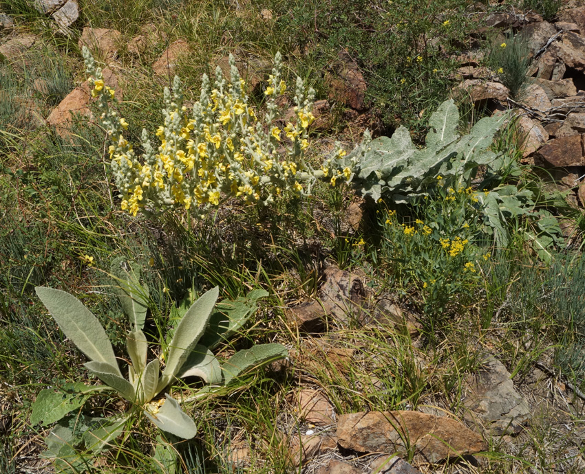 Изображение особи Verbascum songaricum.