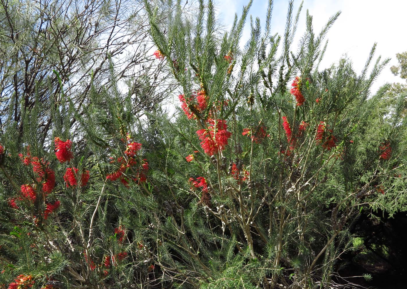 Image of Calothamnus villosus specimen.