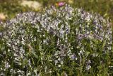 Vicia cretica ssp. aegaea