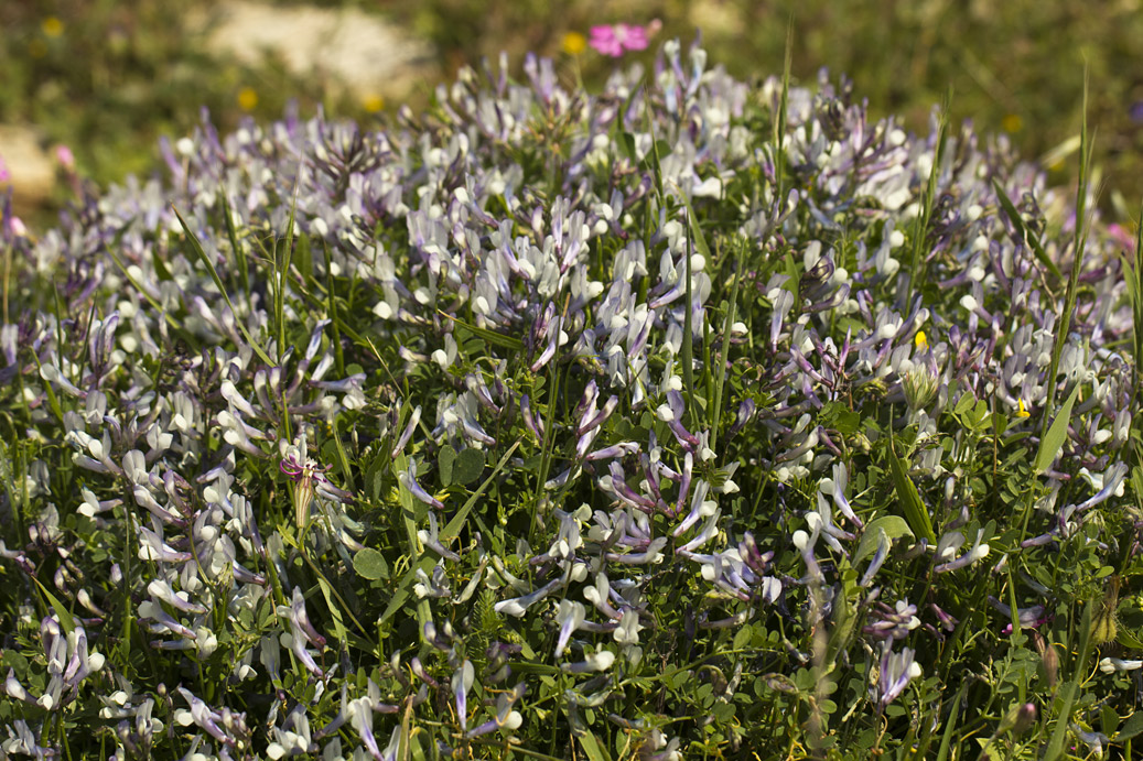 Image of Vicia cretica ssp. aegaea specimen.