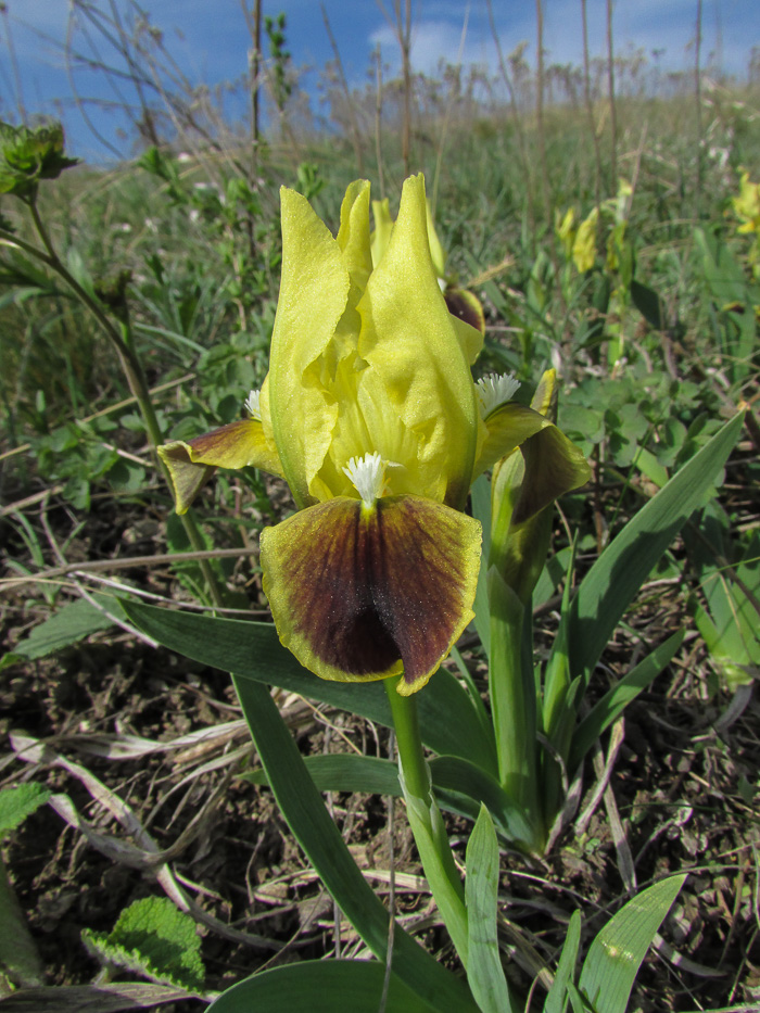 Image of Iris pumila specimen.