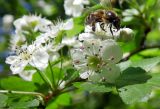 Crataegus microphylla. Цветки с кормящейся пчелой. Республика Адыгея, г. Майкоп, южная окраина города, дубово-грабово-буковый лес. 17.04.2016.