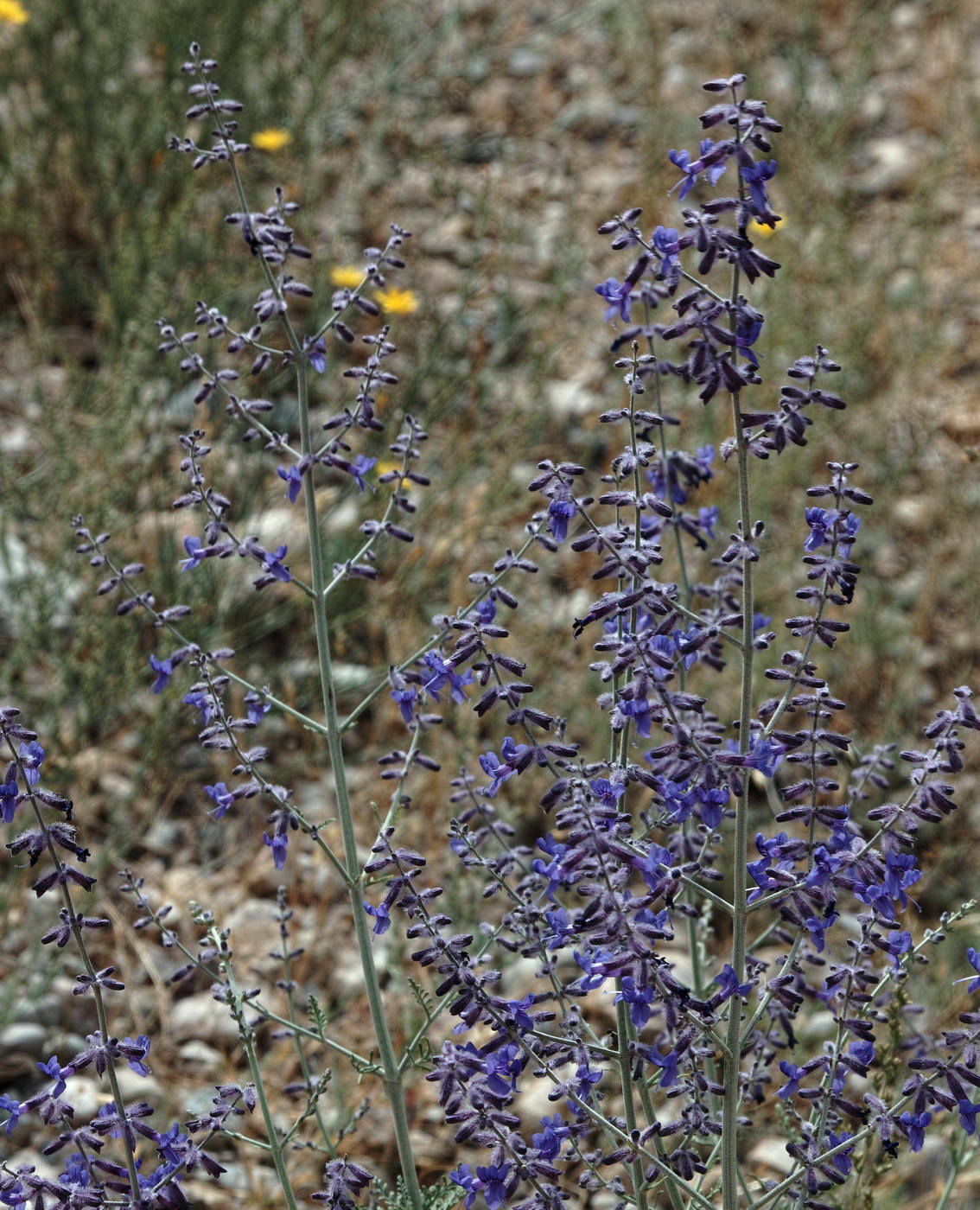 Image of Perovskia abrotanoides specimen.