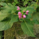 Galeopsis pubescens. Верхушка цветущего растения. Украина, Львов, на старой каменной кладке. 10 августа 2006 г.