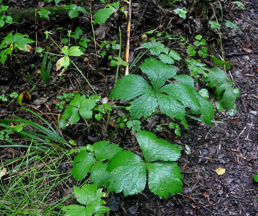 Image of Sanicula rubriflora specimen.