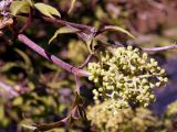 Sambucus racemosa. Побег с нераспустившимся соцветием. Ленинградская обл., Старая Ладога, около церкви Иоанна Предтечи. 04.05.2016.