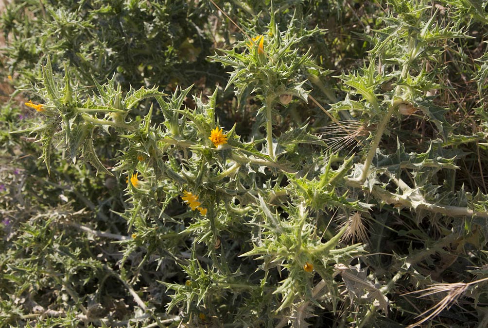 Изображение особи Scolymus hispanicus.