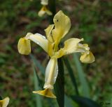 Iris halophila