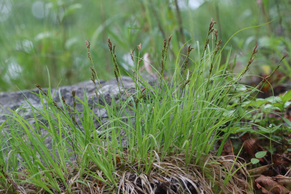 Image of Carex charkeviczii specimen.