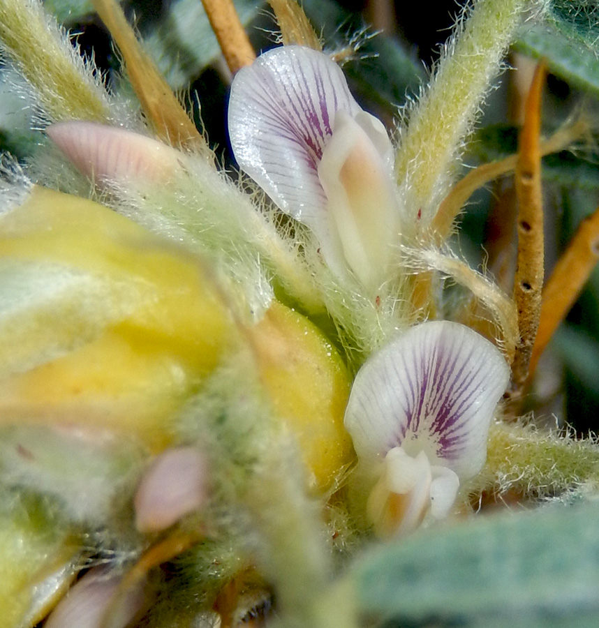 Изображение особи Astragalus arnacanthoides.