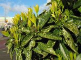 Aucuba japonica
