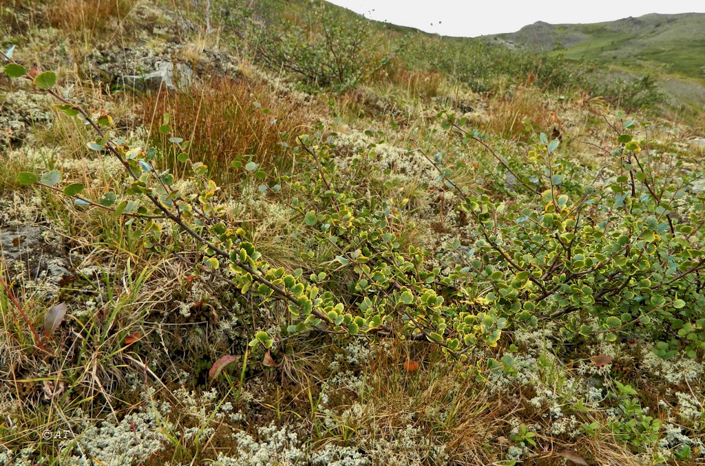 Image of Betula nana specimen.