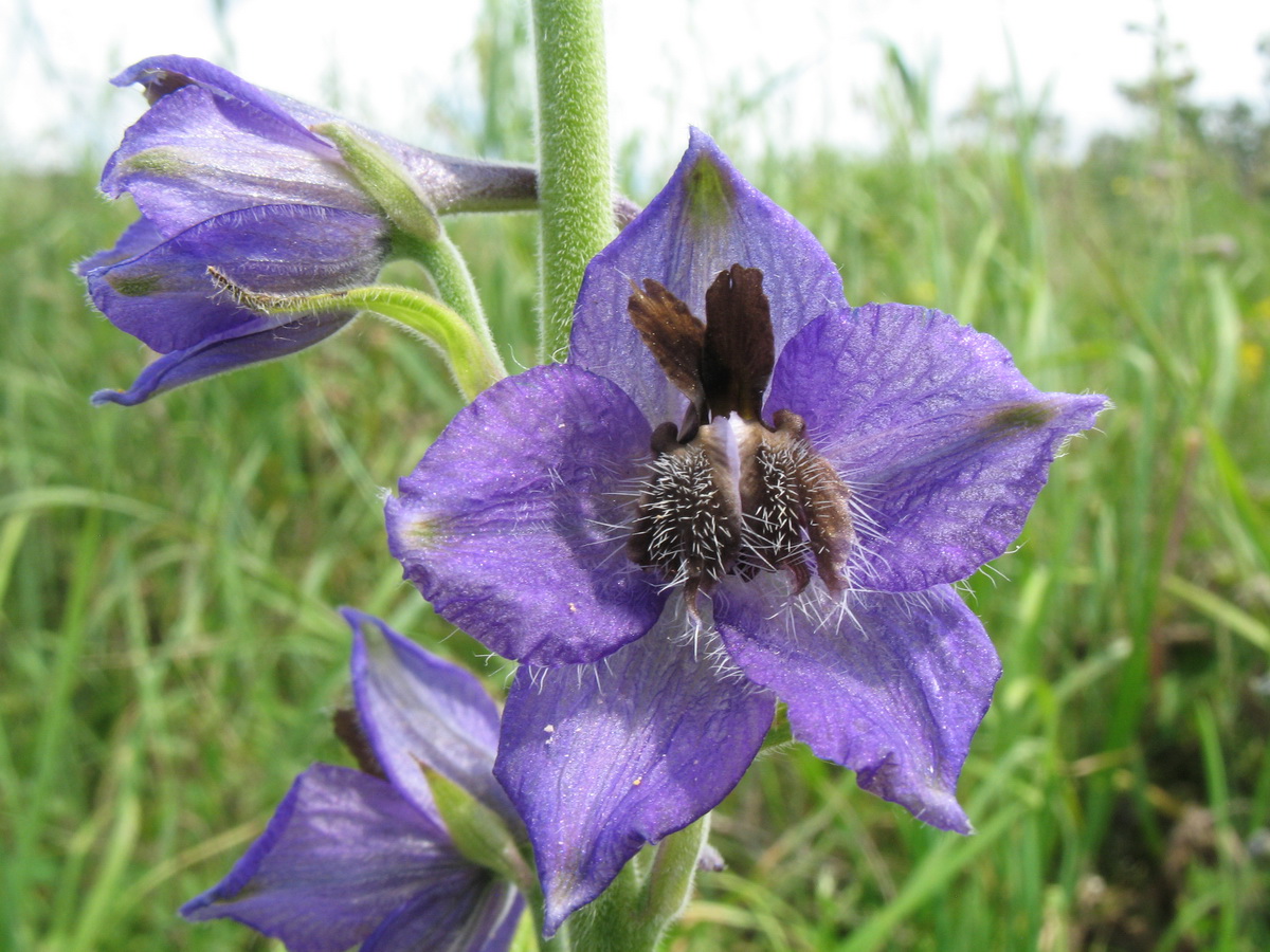 Image of Delphinium confusum specimen.