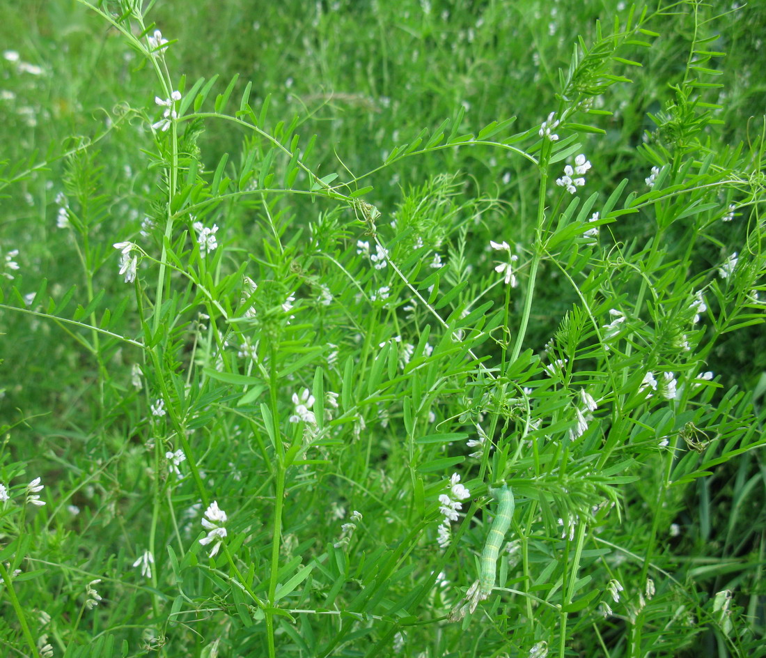 Image of Vicia hirsuta specimen.