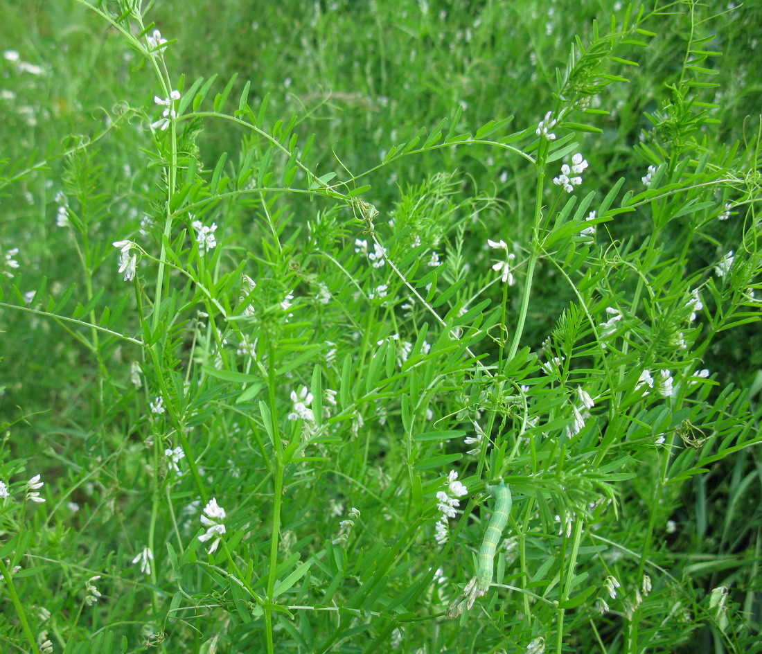 Image of Vicia hirsuta specimen.