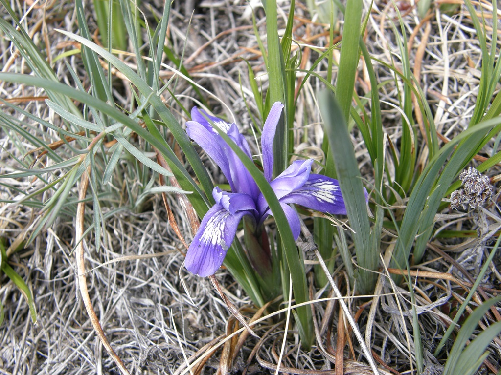 Image of Iris ruthenica specimen.