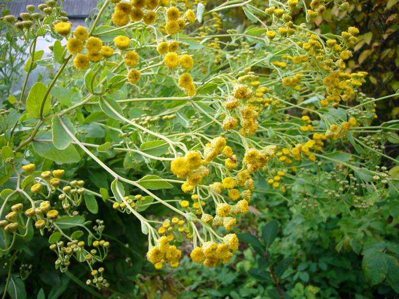 Изображение особи Pyrethrum majus.