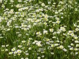 Erigeron annuus. Верхушки цветущих растений. Приморье, Находкинский городской округ, окр. пос. Авангард, поляна у пруда. 18.07.2015.