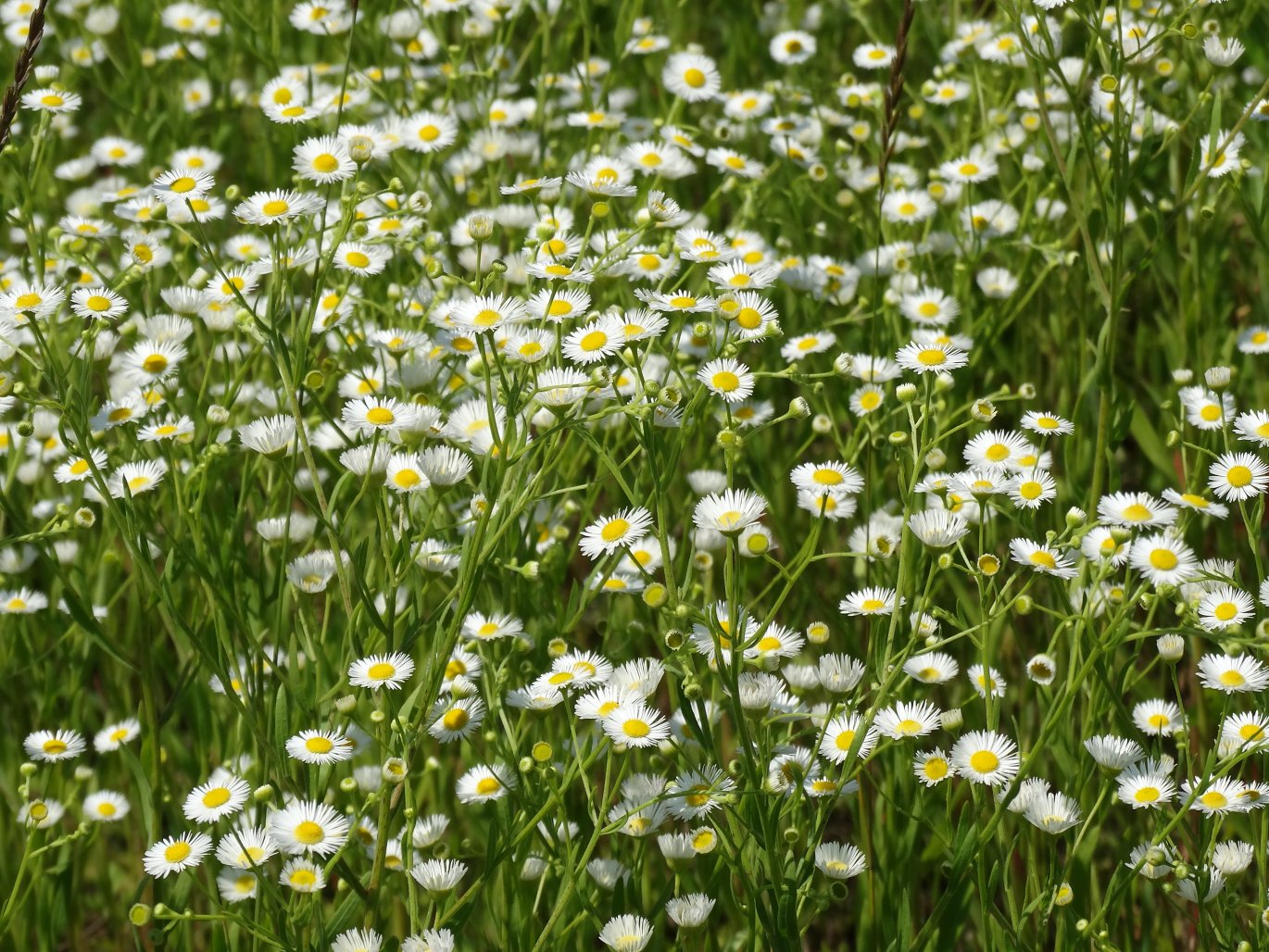 Изображение особи Erigeron annuus.