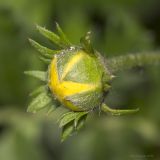 Potentilla anserina. Бутон. Саратов, Октябрьское ущелье, на клумбе. 02.07.2016.