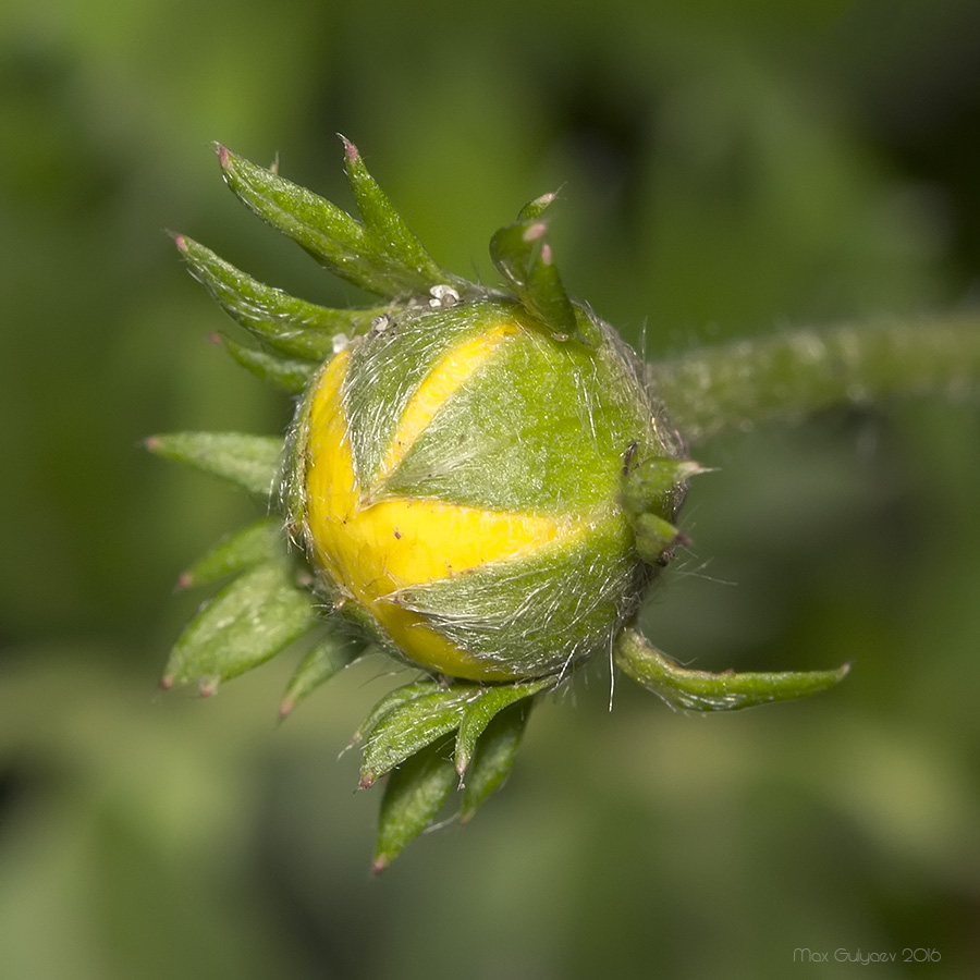 Image of Potentilla anserina specimen.