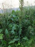 Rumex longifolius. Плодоносящее растение. Мурманск, газон вдоль обочины дороги на Жилстрое. 22.07.2016.