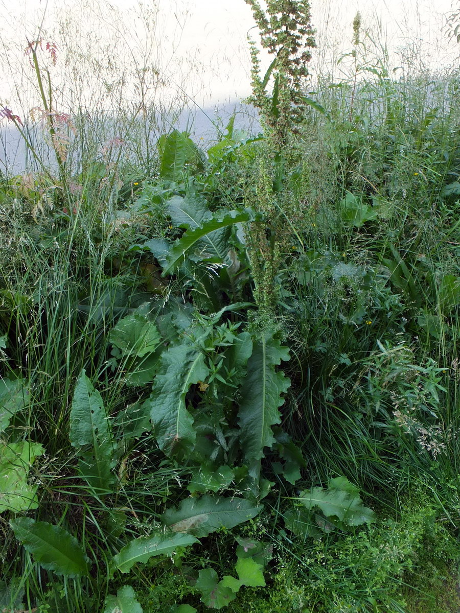 Изображение особи Rumex longifolius.