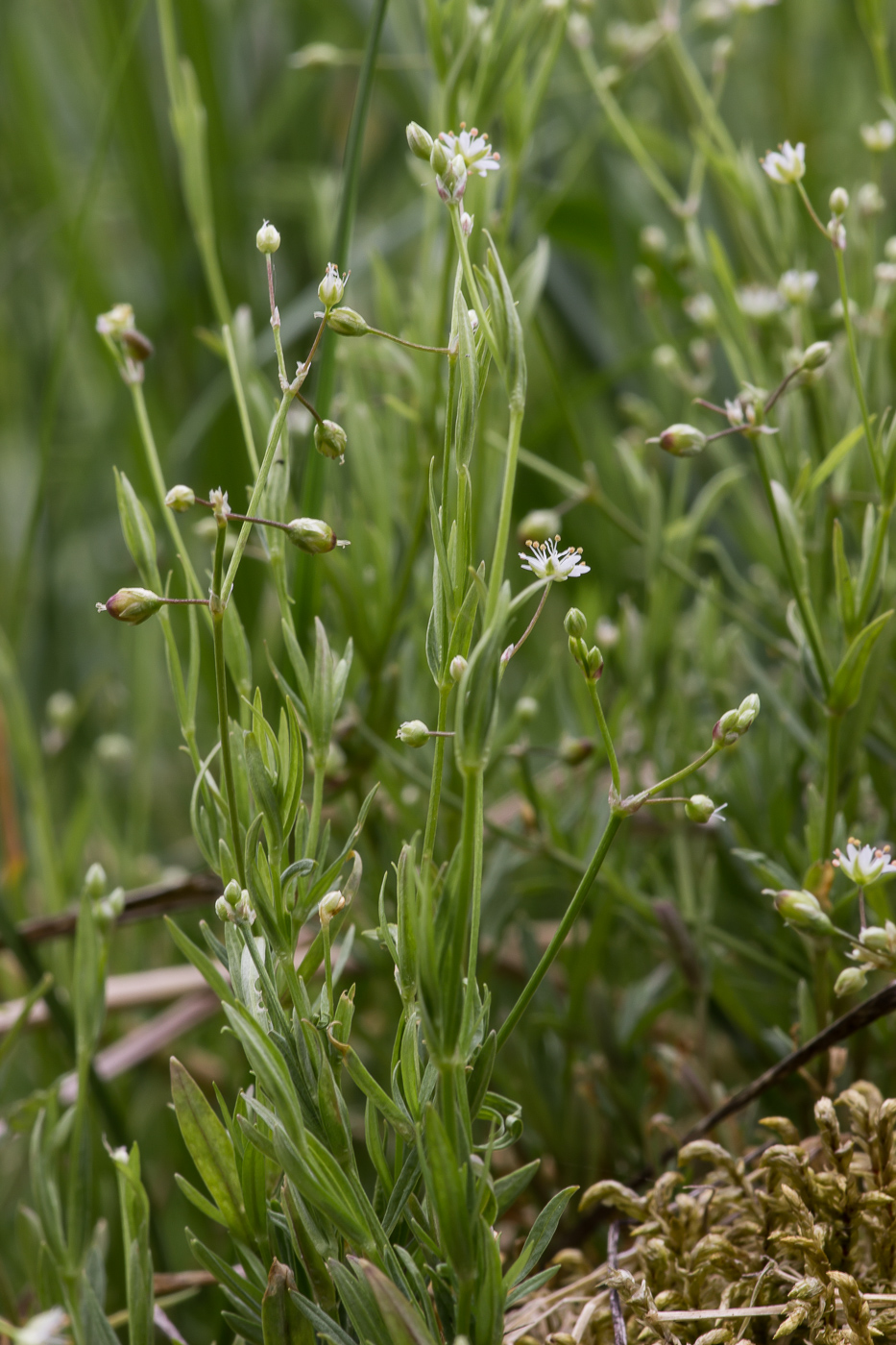 Image of genus Stellaria specimen.