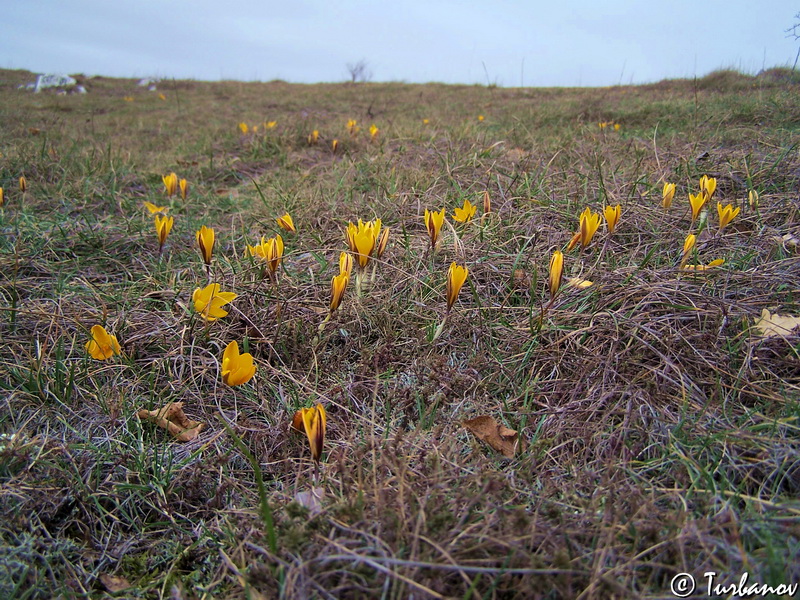 Image of Crocus angustifolius specimen.