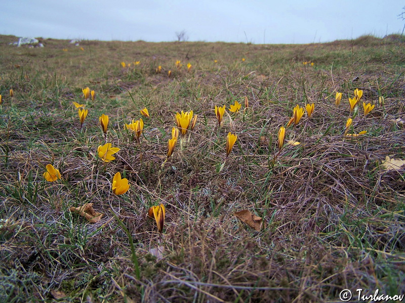 Изображение особи Crocus angustifolius.