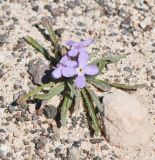 Matthiola fruticulosa var. bolleana