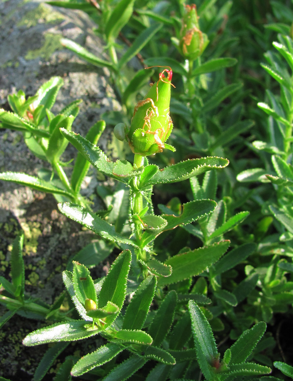 Image of Hypericum orientale specimen.