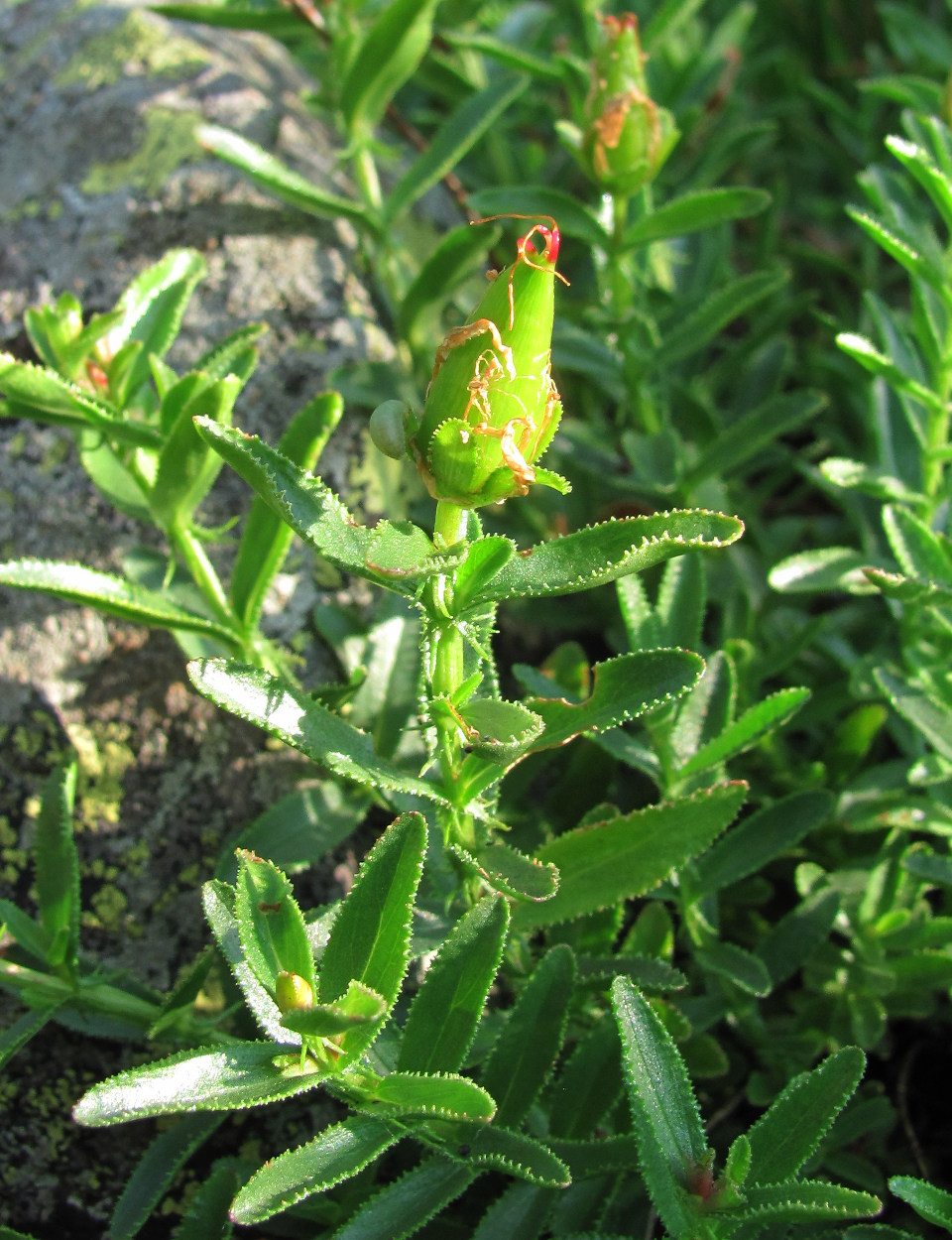 Изображение особи Hypericum orientale.