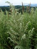 Artemisia umbrosa