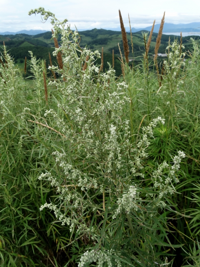 Image of Artemisia umbrosa specimen.