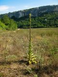 Verbascum phlomoides. Отцветающее и плодоносящее растение. Крым, Бахчисарайский р-н, окр. пещерного г. Эски-Кермен, луг в балке Текме-Таш. 10.08.2016.