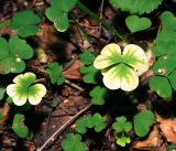 Oxalis acetosella. Отмирающие листья. Московская обл., Раменский р-н, окр. ж.-д. платформы Хрипань, просека под ЛЭП. 30.08.2016.