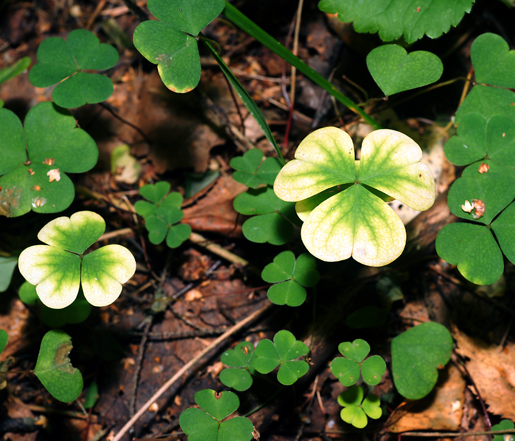 Изображение особи Oxalis acetosella.