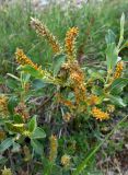 genus Salix