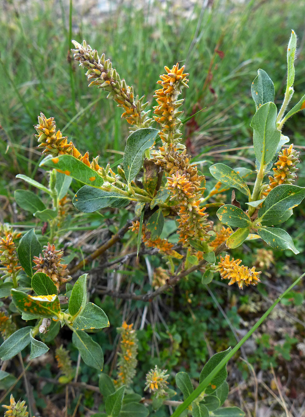 Image of genus Salix specimen.