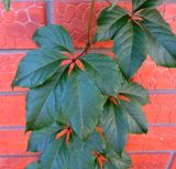 Parthenocissus quinquefolia. Листья. Краснодарский край, г. Краснодар, в озеленении. 13.09.2016.