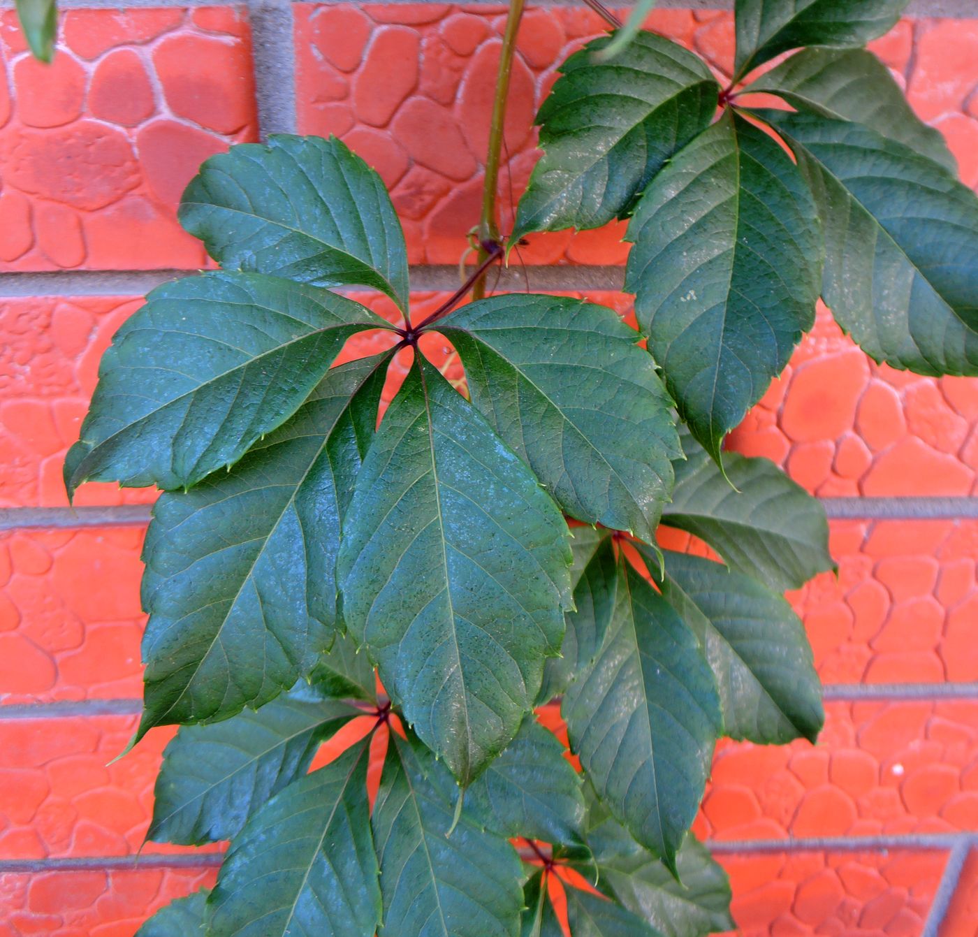 Image of Parthenocissus quinquefolia specimen.