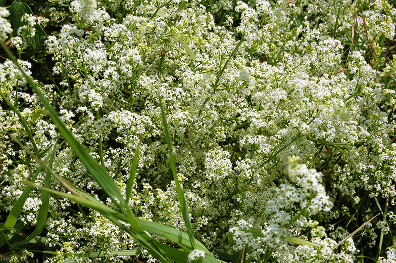 Изображение особи Galium mollugo.