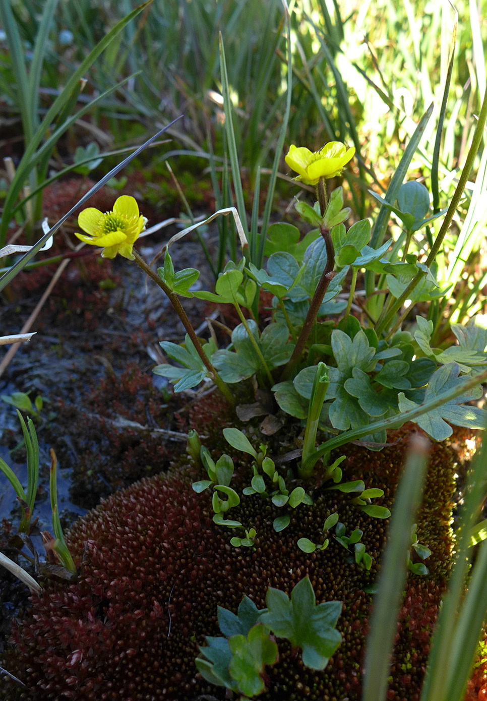 Изображение особи Ranunculus pygmaeus.