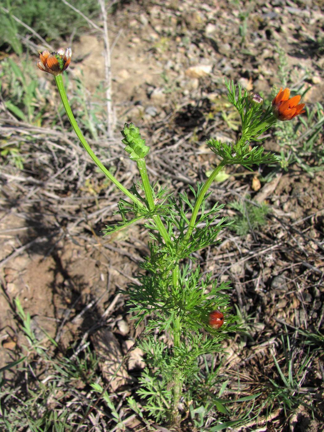 Изображение особи Adonis parviflora.